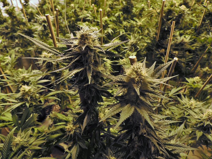Cannabis médical