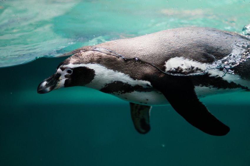 Penguins en Australie