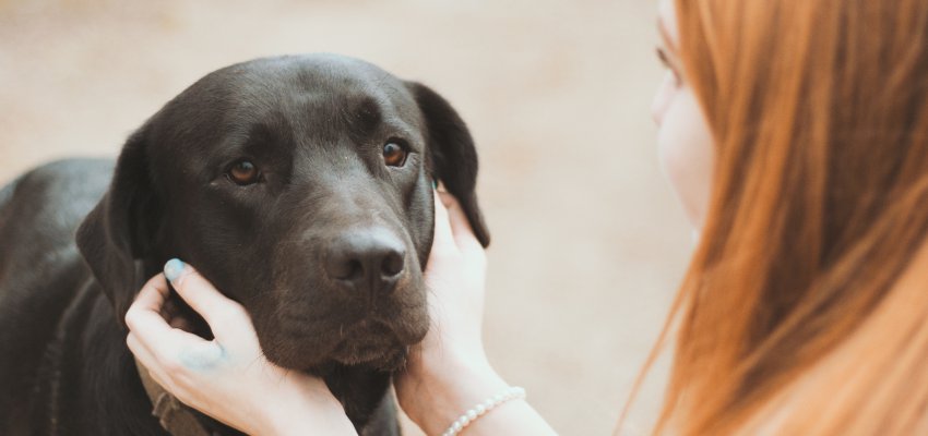 Le Chien Le Plus Fidèle Des Compagnons Easyrenofr